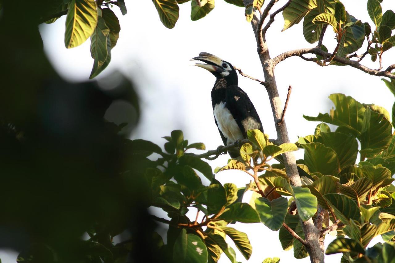 Ambong Rainforest Retreat Lodge *